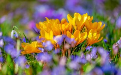 Festa di Primavera: evento gratuito per famiglie